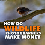 How Do Wildlife Photographers Make Money