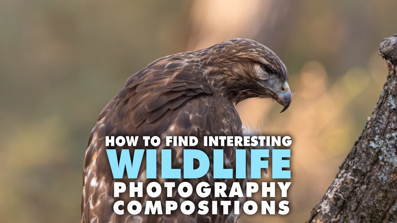 Interesting Wildlife Photography-Compositions