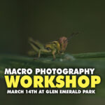 Macro Photography Workshop