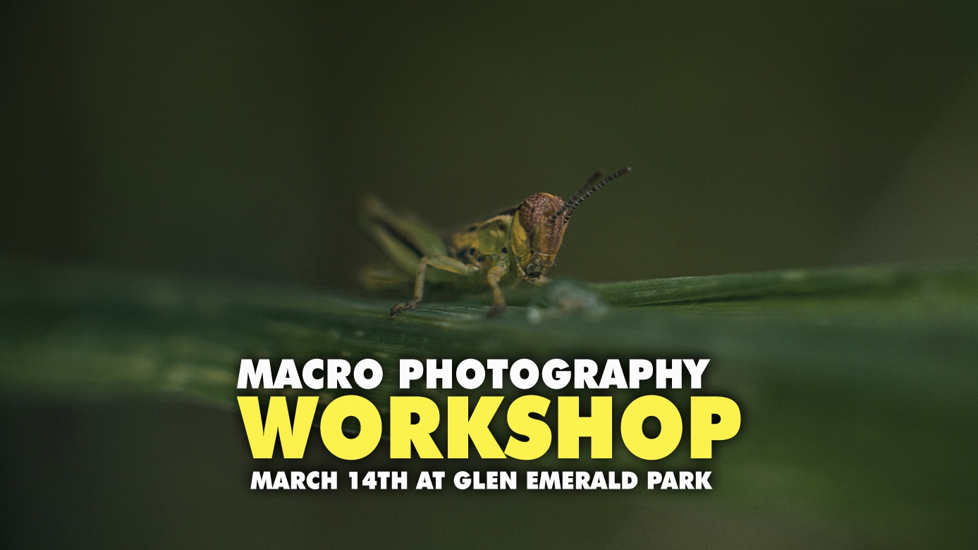 Featured image for “Macro Photography At Glen Emerald Park”