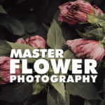 Master Flower Photography