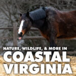 Nature, Wildlife, and more in Coastal Virginia