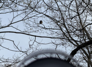 Great Horned Owl iPhone photo at 1x Zoom