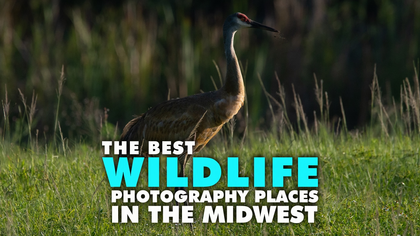 The Best Wildlife Photography Places In The Midwest