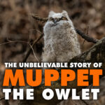 The Unbelievable Story of Muppet The Owlet