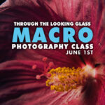 Through The Looking Glass Macro Photography Class