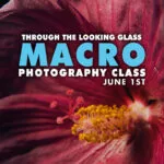 Through The Looking Glass Macro Photography Class