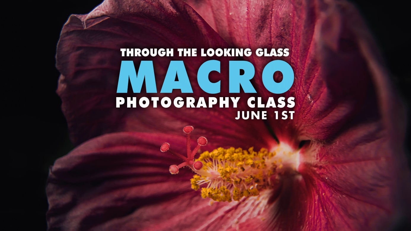 Featured image for “Macro Photography: Through The Looking Glass”