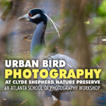 Urban Bird Photography