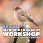 Urban Bird Photography Workshop