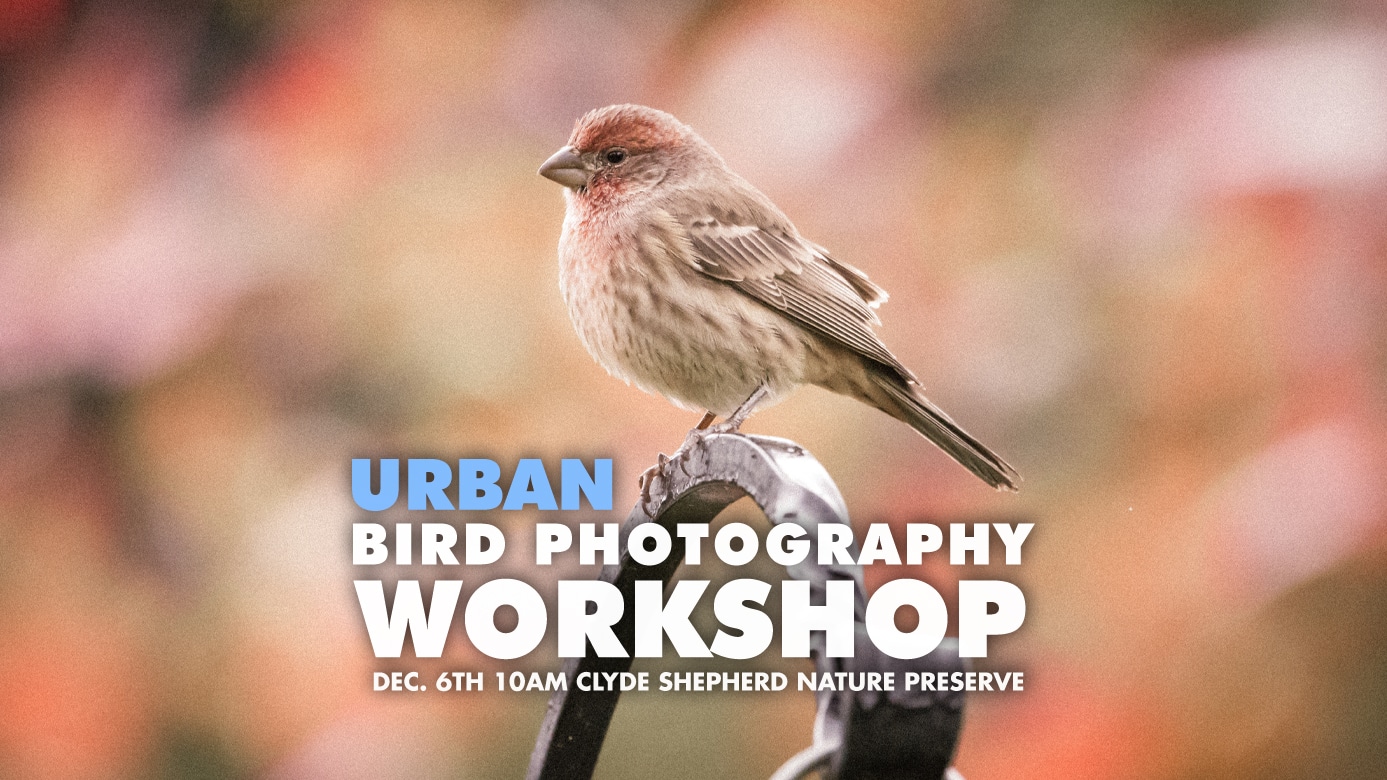 Featured image for “Urban Bird Photography Workshop”