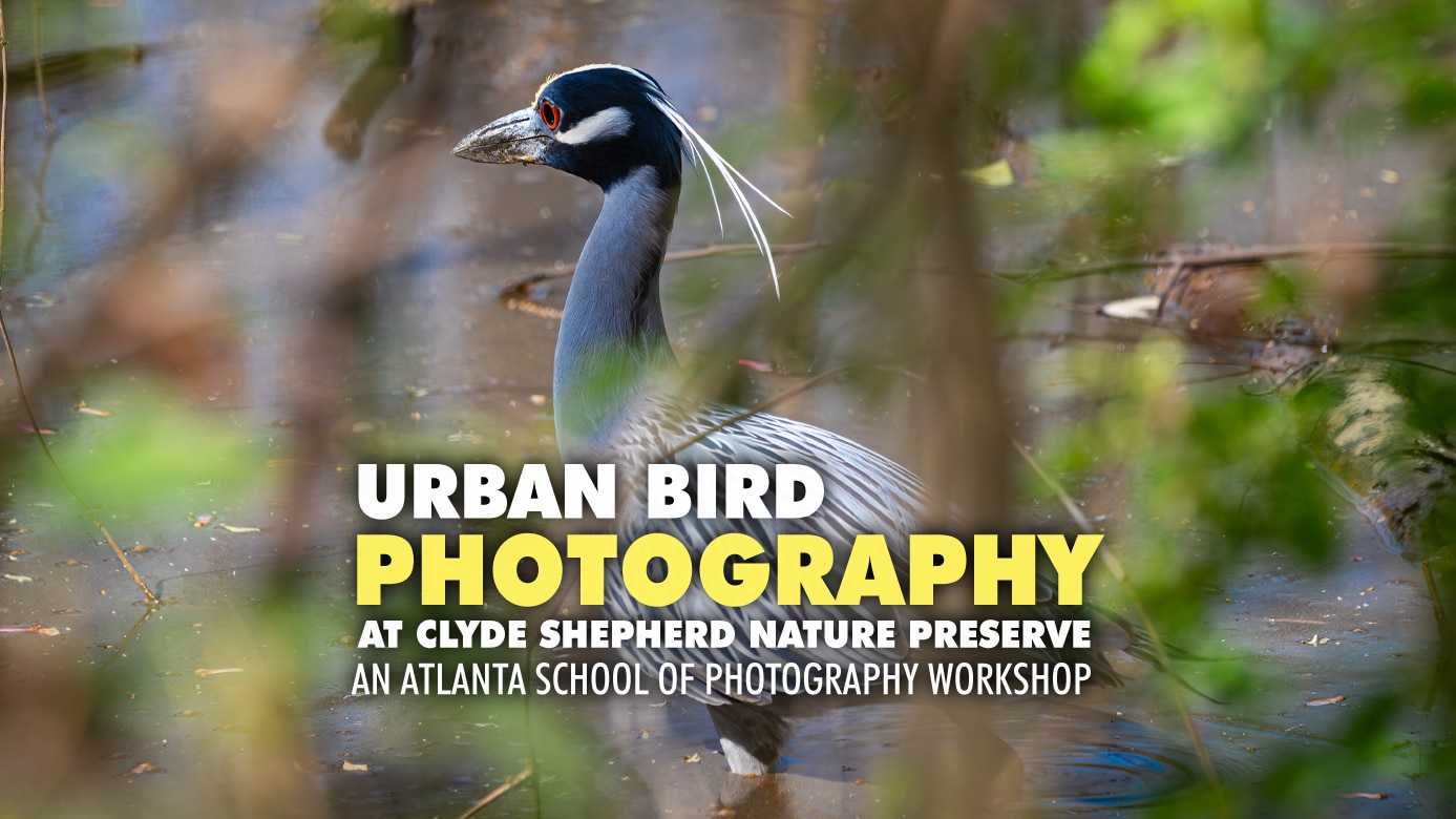 Featured image for “Urban Bird Photography”