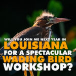 Nature Photography In Louisiana - Wading Bird Workshop