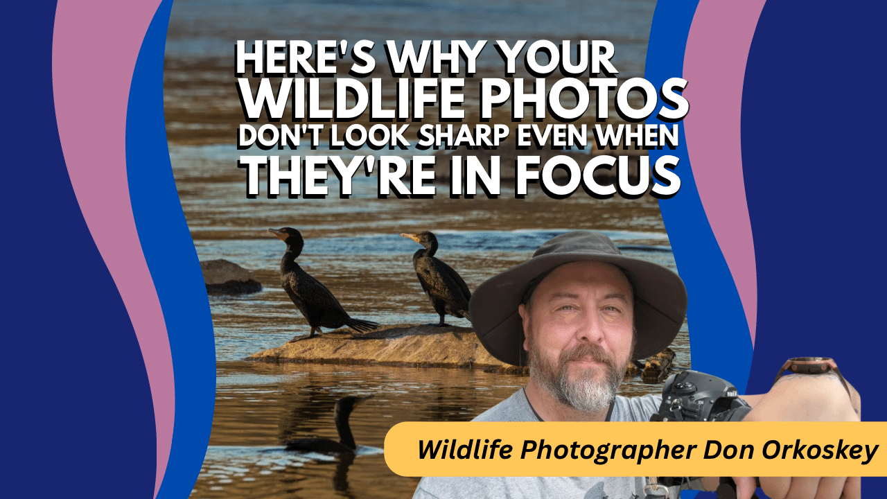 Here's Why Your Wildlife Photos Don't Look Sharp