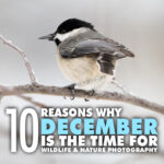 10 Reasons December Is The Most Promising Time For Photographing Wildlife & Nature Why December is for Wildlife and Nature Photography