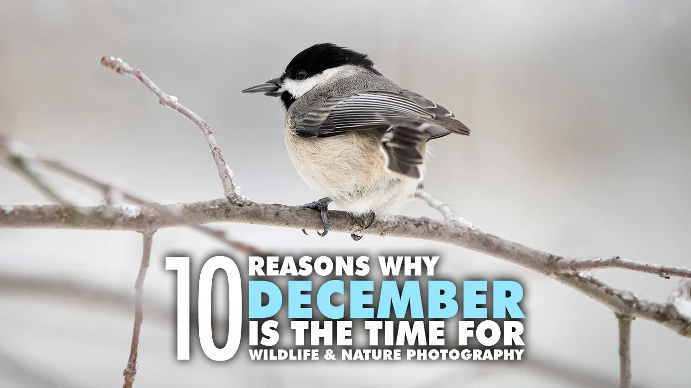 Why December is for Wildlife and Nature Photography
