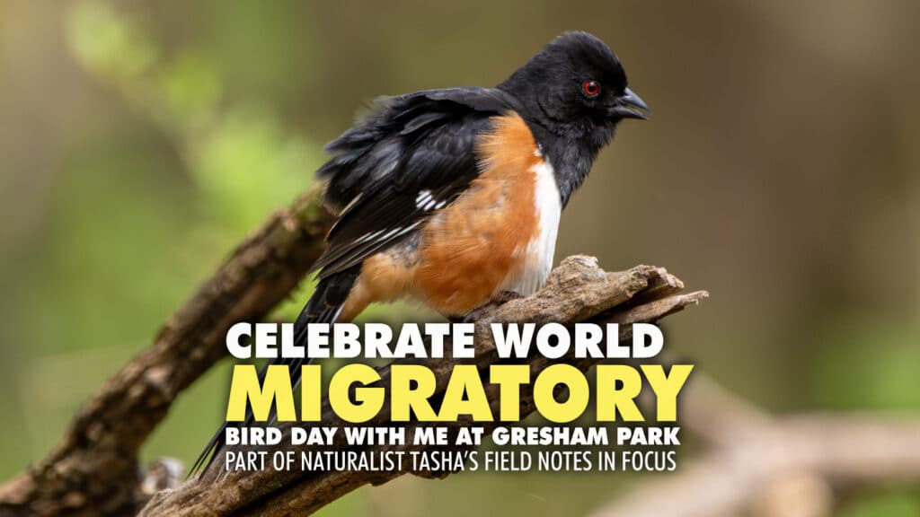 World Migratory Bird Day