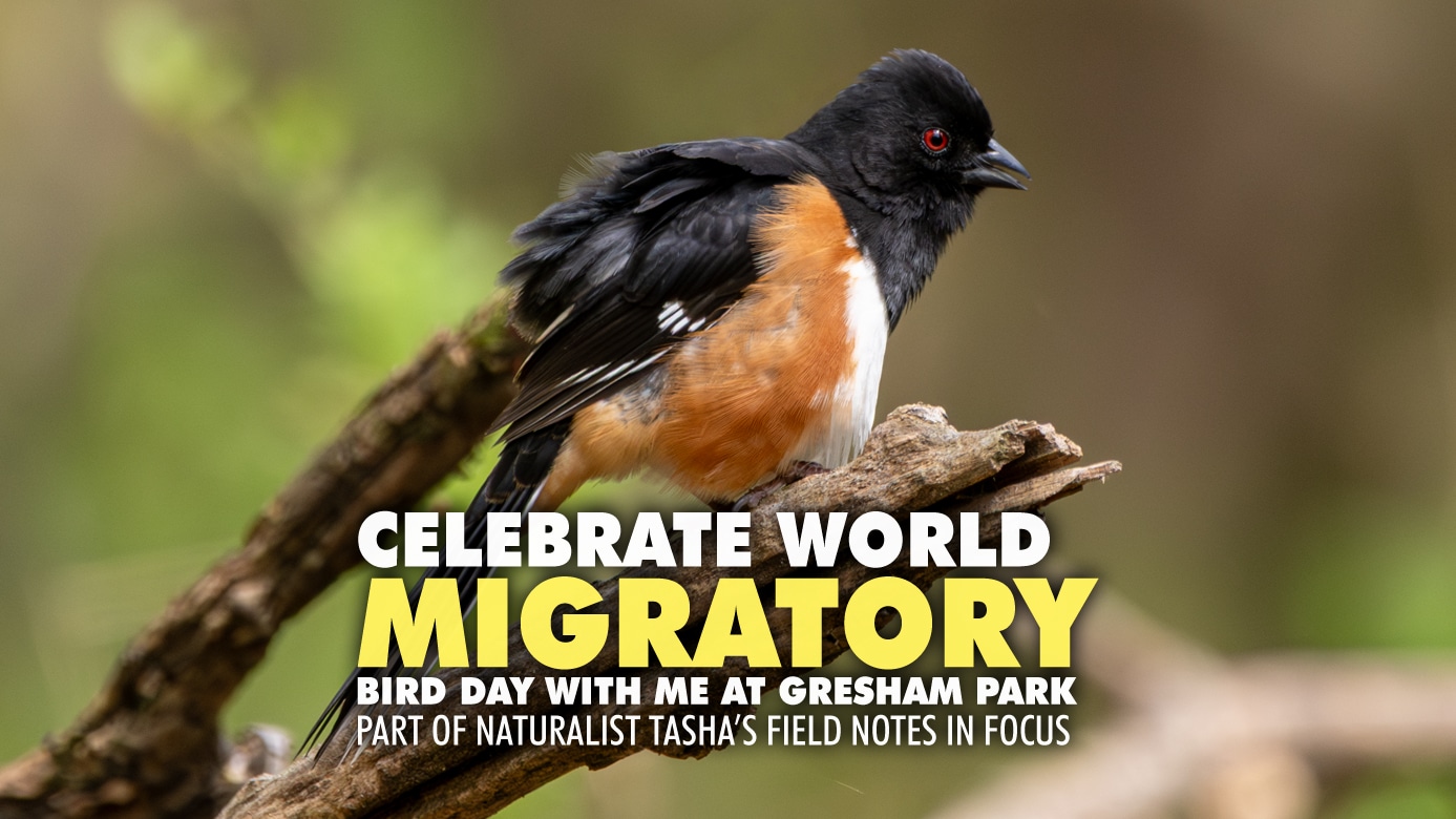 Featured image for “World Migratory Bird Day Photo Walk”