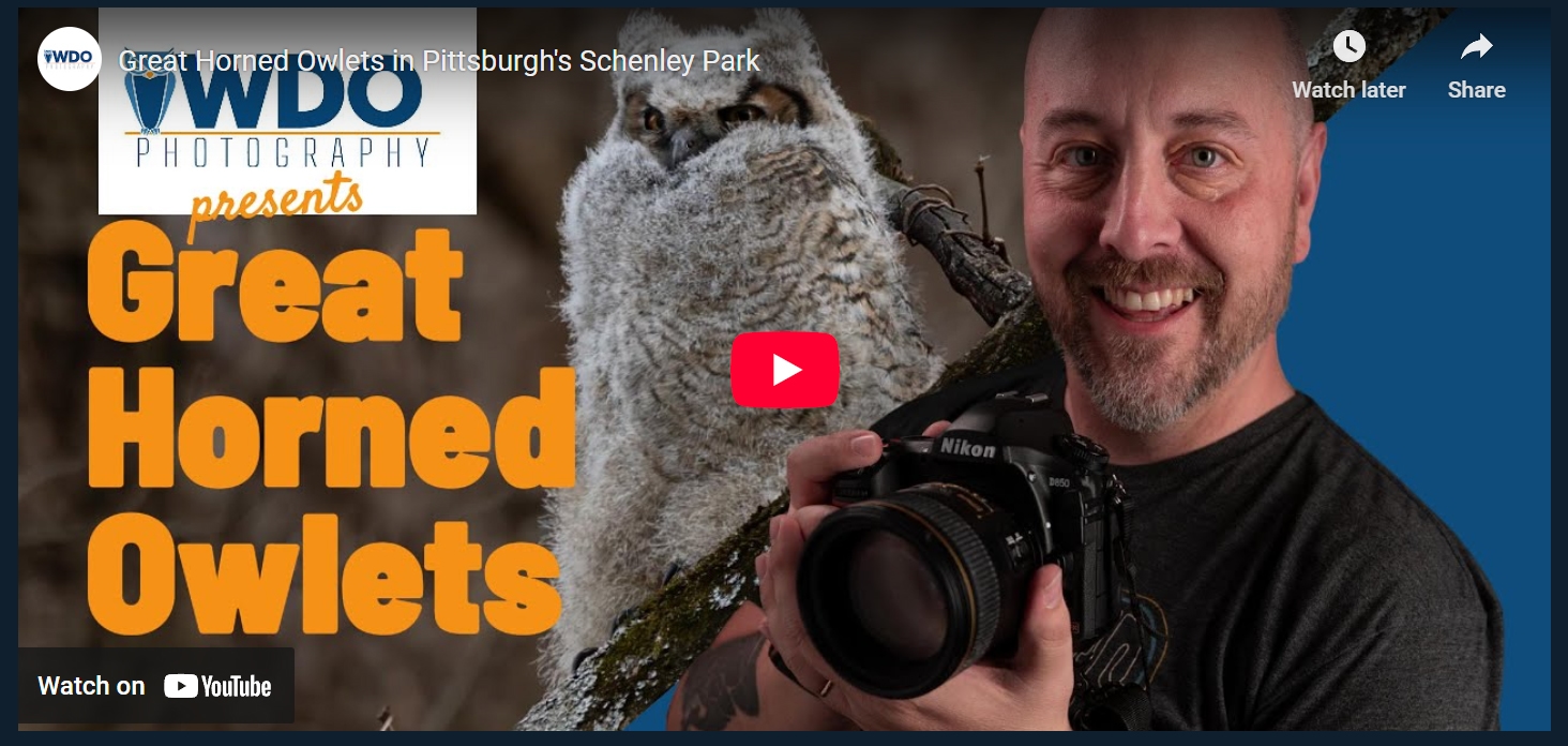 Muppet The Owlet Youtube Playlist