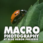 macro photography workshop at blue heron