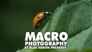 macro photography workshop at blue heron