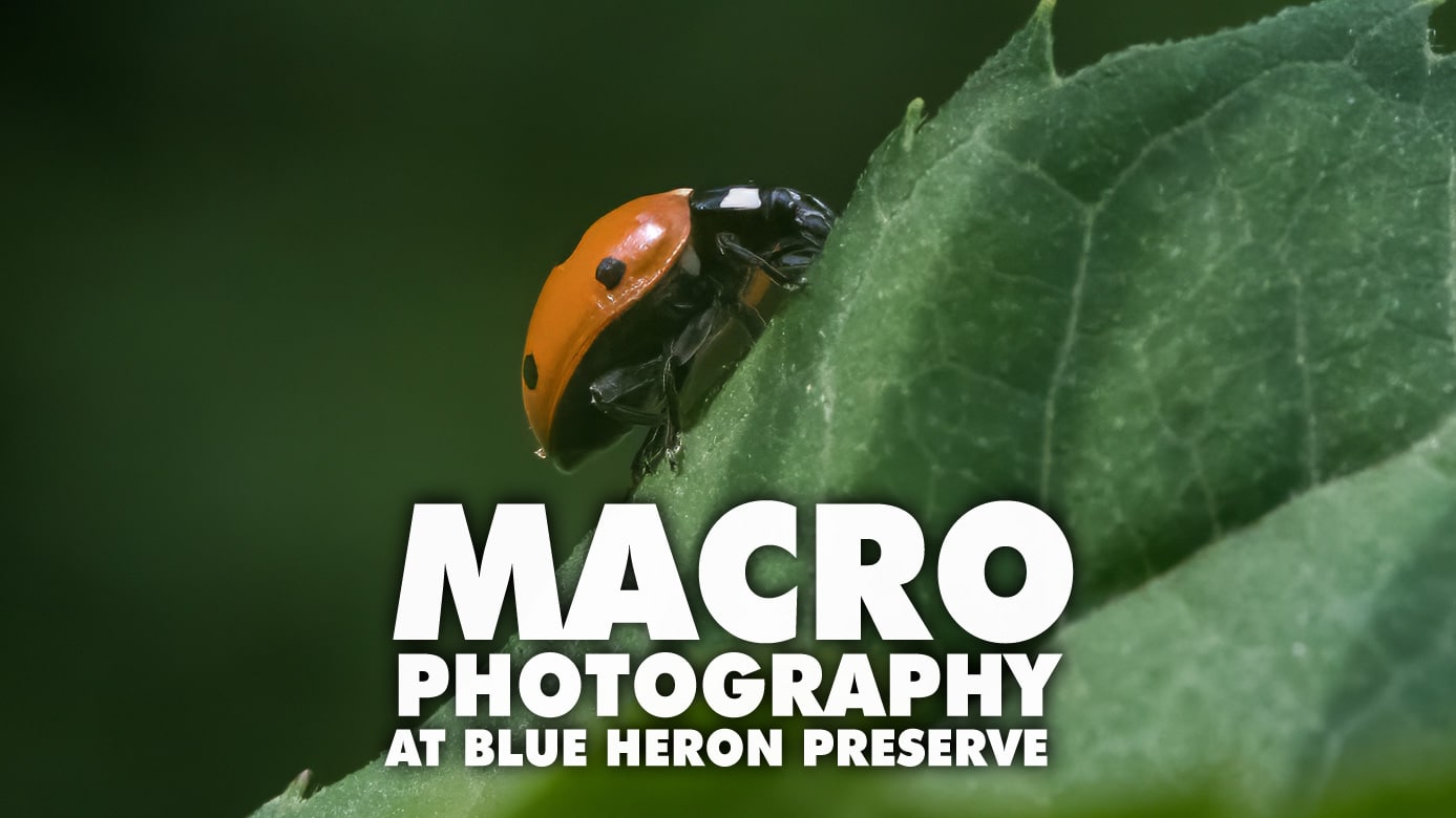 Featured image for “Macro Photography at the Blue Heron Nature Preserve”