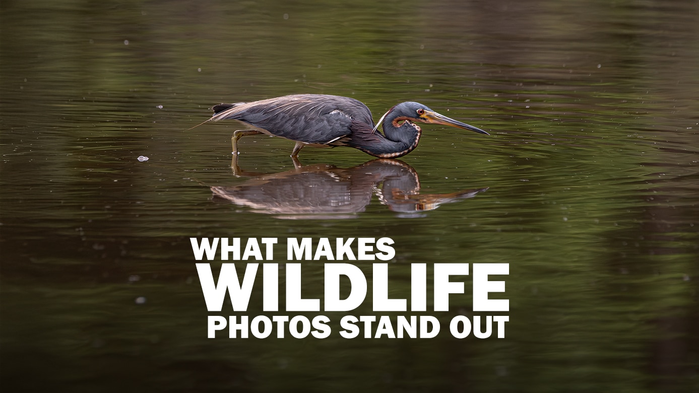 what makes wildlife photos stand out